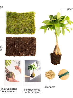Pack DIY - Kokedama de Pachira - Omotesandō Plants