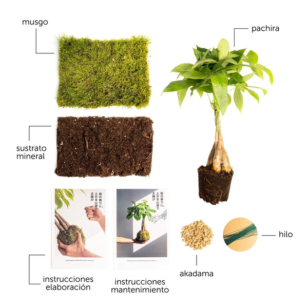 Pack DIY - Kokedama de Pachira - Omotesandō Plants