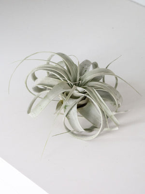 Planta de aire - Omotesando Plants