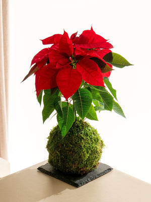 Poinsetia Kokedama - Entrega a partir del 5 de diciembre - Omotesandō Plants