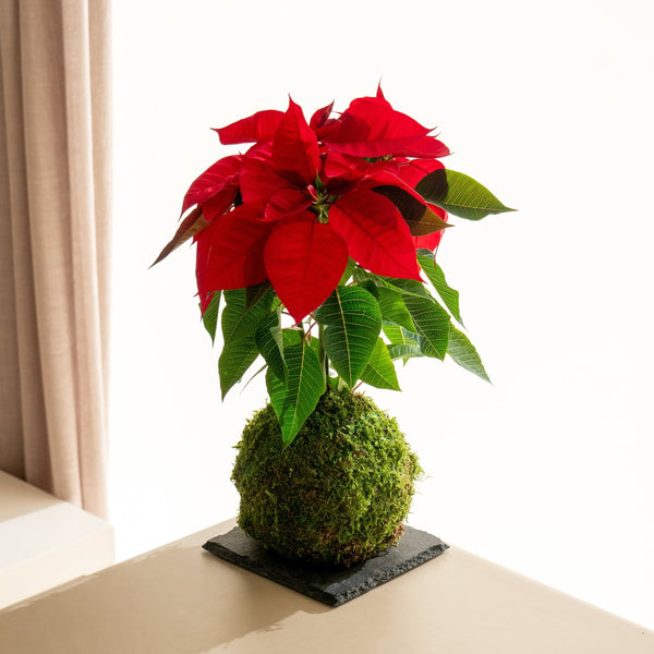 Poinsetia Kokedama - Entrega a partir del 5 de diciembre - Omotesandō Plants