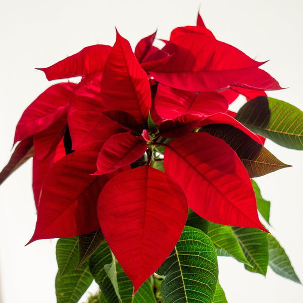 Poinsetia Kokedama - Entrega a partir del 5 de diciembre - Omotesandō Plants