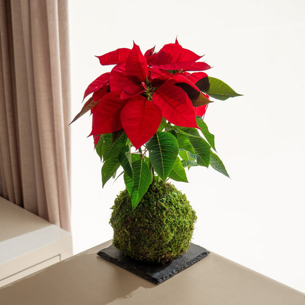 Poinsetia Kokedama - Entrega a partir del 5 de diciembre - Omotesandō Plants