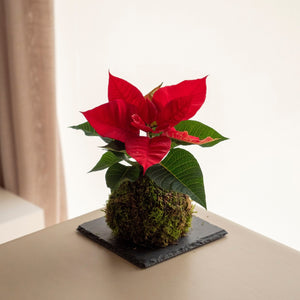 Poinsetia mini Kokedama (Entrega disponible a partir del 1 de diciembre) - Omotesandō Plants