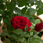 Rosal en maceta de terracota - Omotesandō Plants