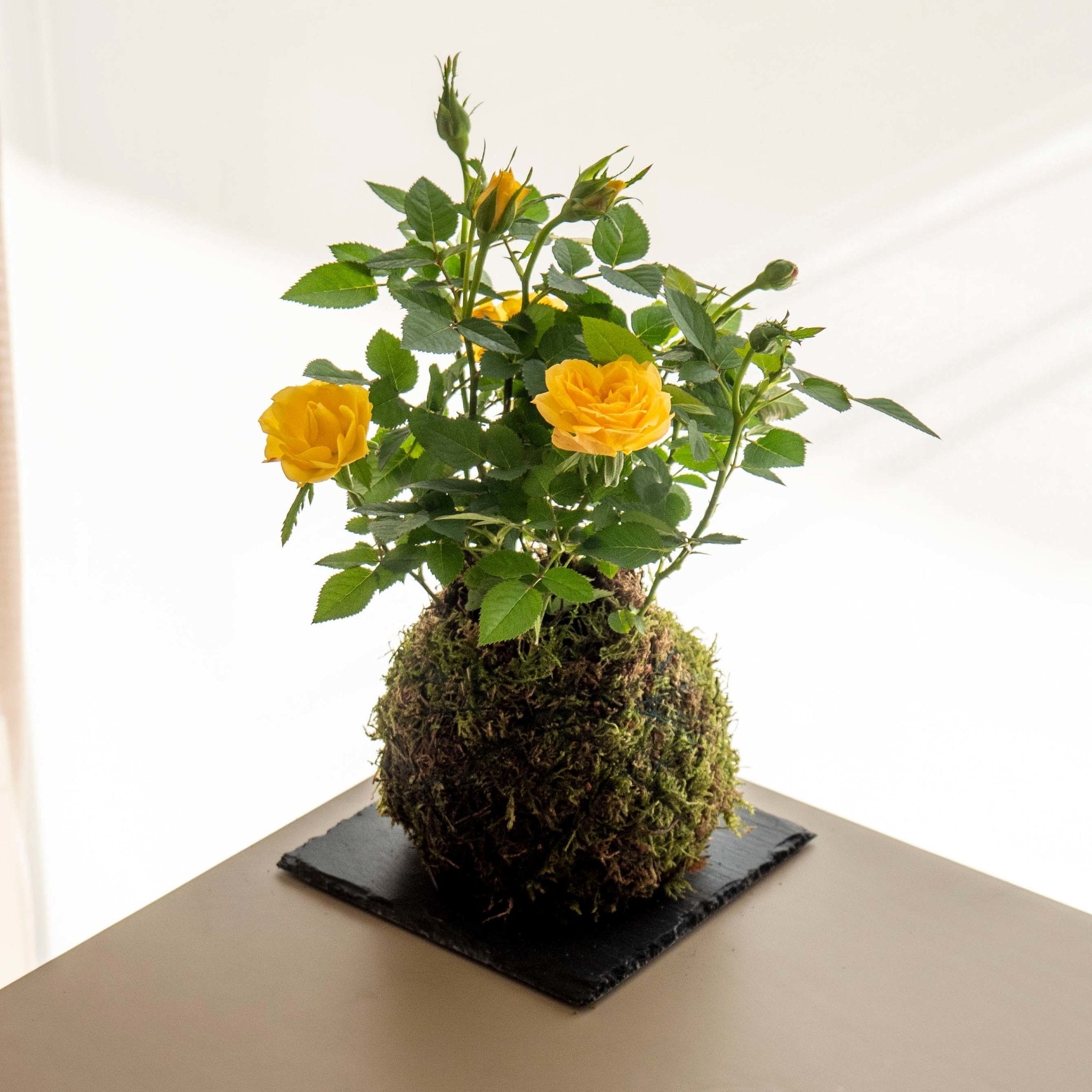 Rosal kokedama - Amarillo - Omotesandō Plants