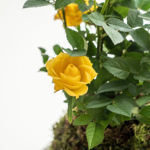 Rosal kokedama - Amarillo - Omotesandō Plants