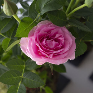 Rosal kokedama - Rosa - Omotesandō Plants