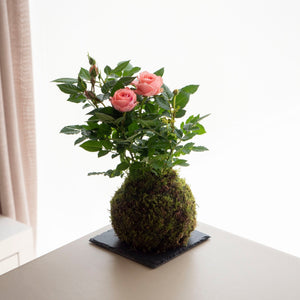 Rosal kokedama - Rosa - Omotesandō Plants
