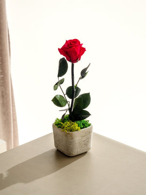 Rose Mini - Omotesandō Plants
