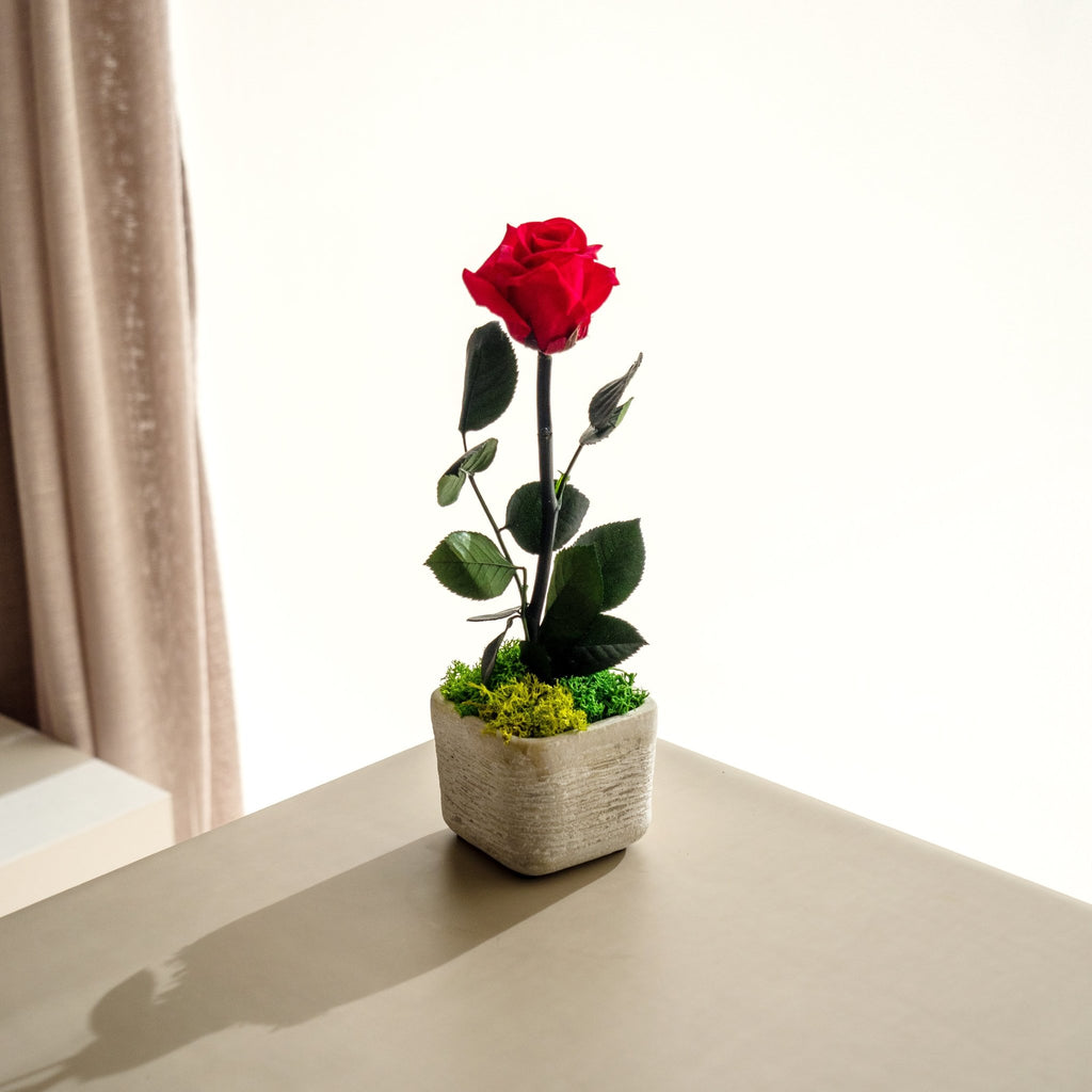 Rose Mini - Omotesandō Plants