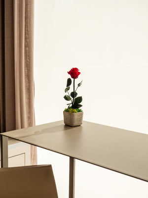 Rose Mini - Omotesandō Plants