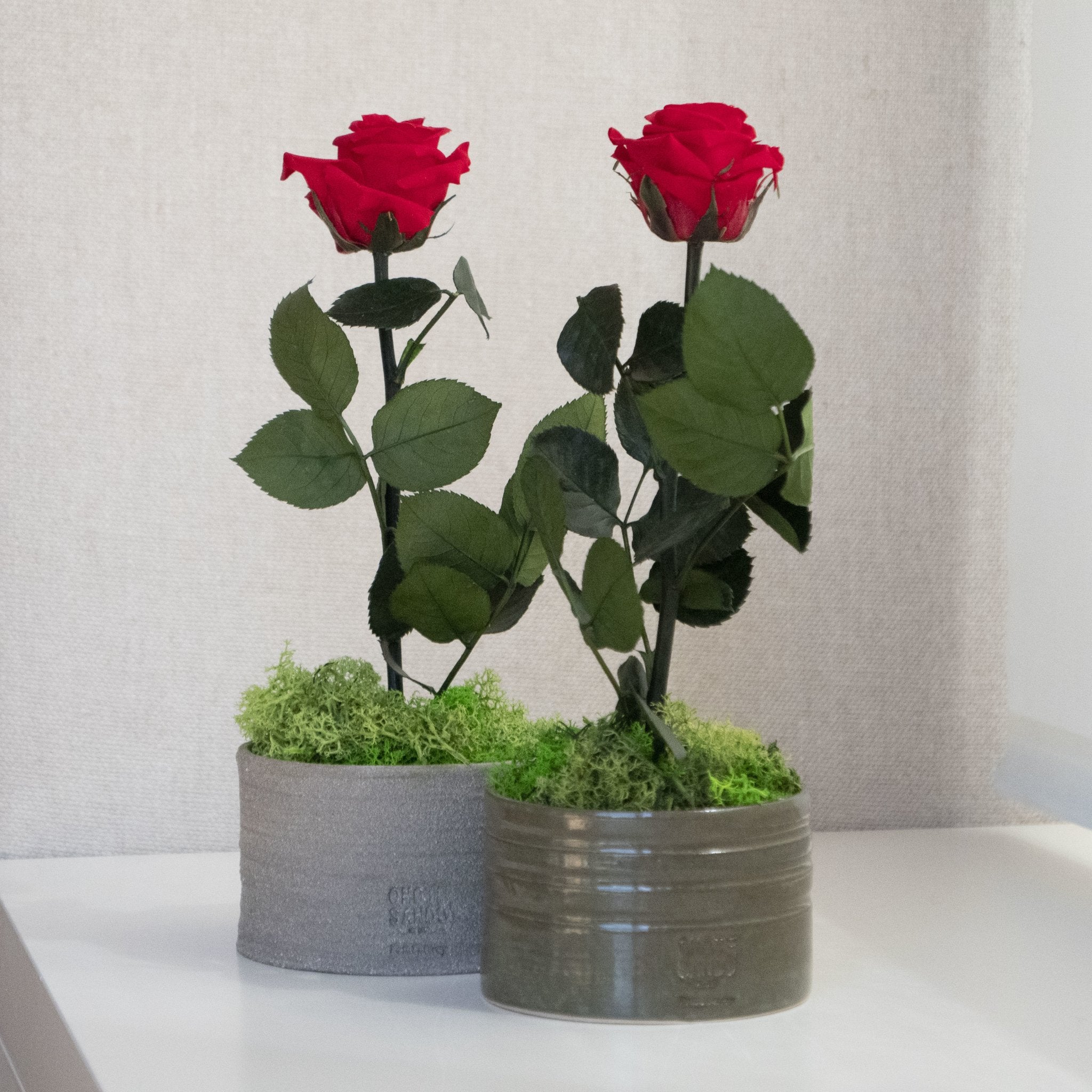 Rose Pott - Omotesando Plants