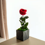 Rose XL - Omotesandō Plants