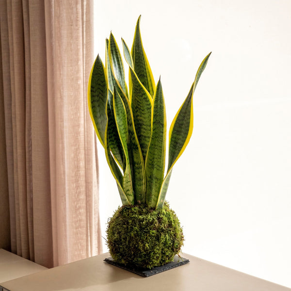 Sanse Kokedama - Omotesandō Plants