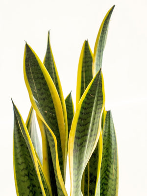 Sanse Kokedama - Omotesandō Plants