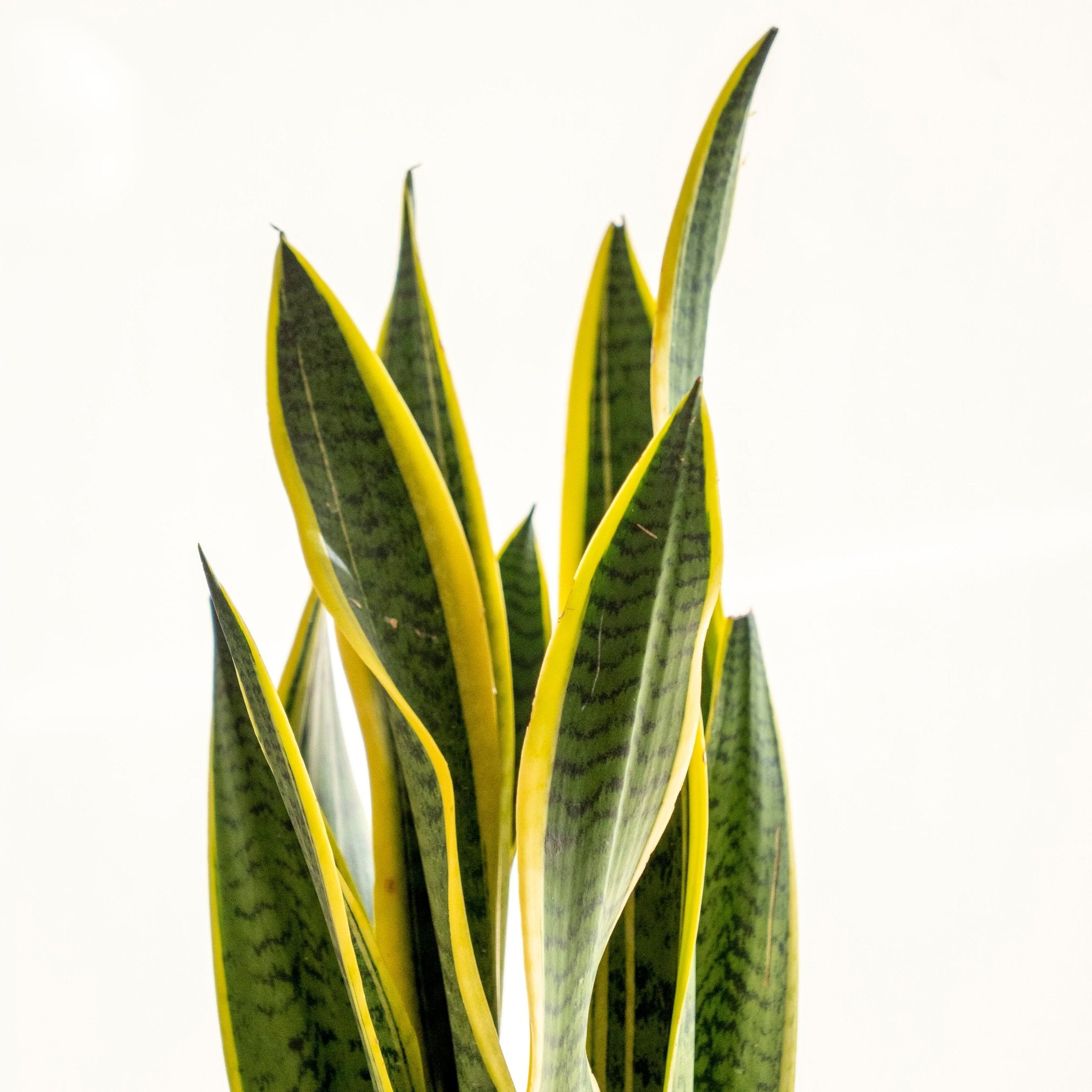 kokedama sansevieria Sansevieria Kokedama · Buy online · Omotesandō Plants
