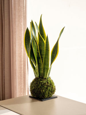 Sanse Kokedama - Omotesandō Plants