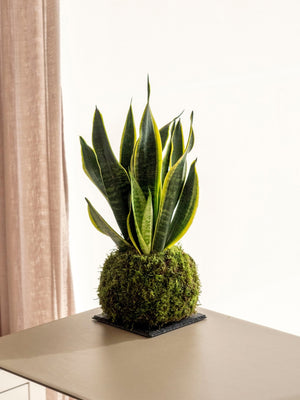 Sanse mini Kokedama - Omotesandō Plants