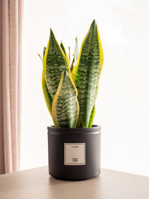 Sansevieria - Omotesandō Plants