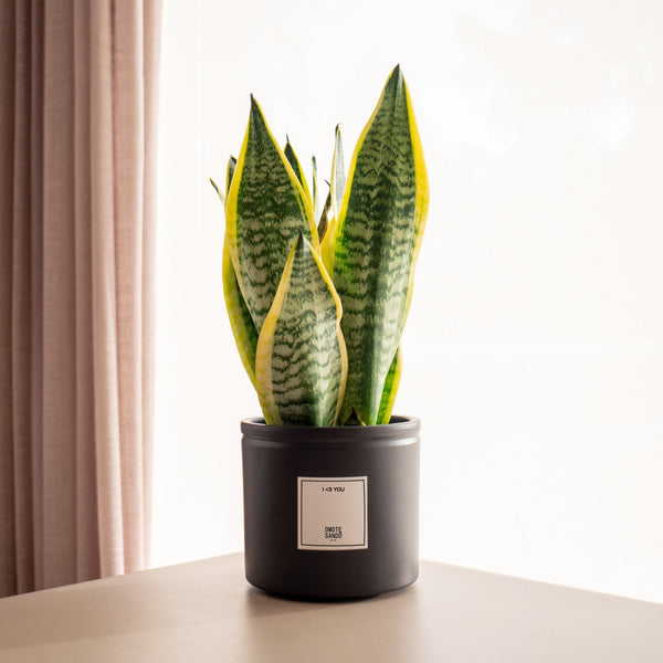 Sansevieria - Omotesandō Plants