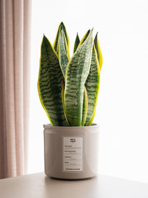 Sansevieria - Omotesandō Plants