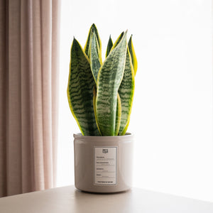 Sansevieria - Omotesandō Plants
