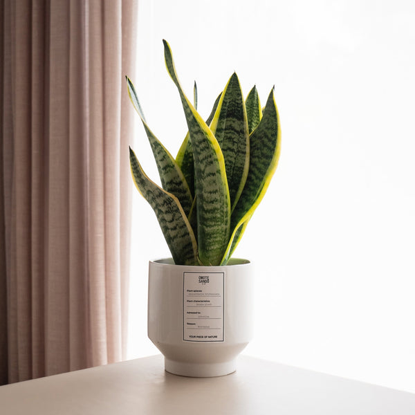 Sansevieria - Omotesandō Plants