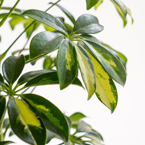 Schefflera Kokedama - Omotesandō Plants