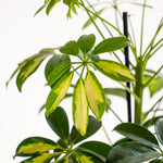 Schefflera Kokedama - Omotesandō Plants