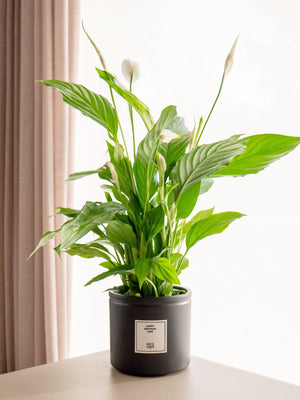 Spatifilium - Omotesandō Plants