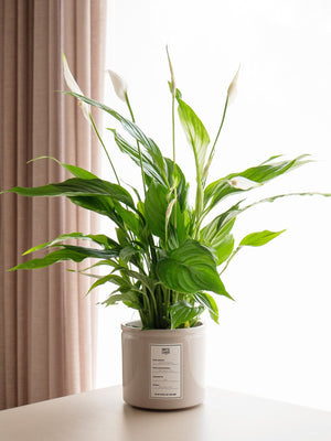 Spatifilium - Omotesandō Plants