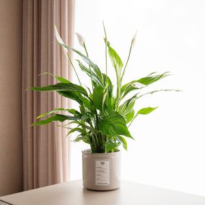 Spatifilium - Omotesandō Plants