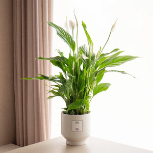 Spatifilium - Omotesandō Plants