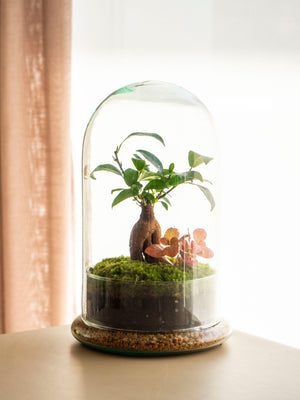 Taller de Jardín en un bol y Kokedama - Omotesandō Plants