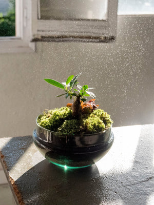 Taller de Jardín en un bol y Kokedama - Omotesandō Plants