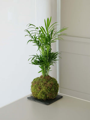 Taller de Jardín en un bol y Kokedama - Omotesandō Plants