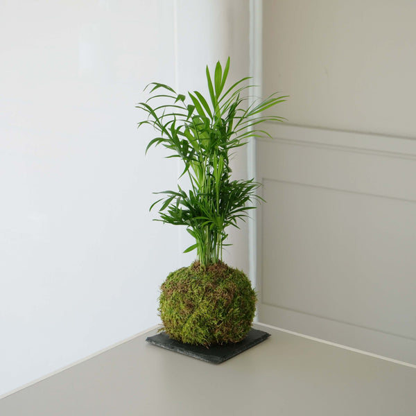 Taller de Jardín en un bol y Kokedama - Omotesandō Plants