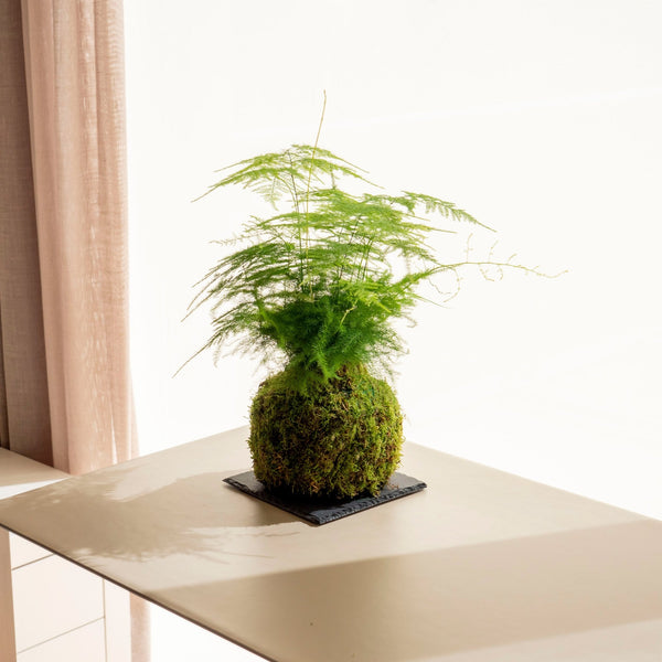 Taller de Kokedama - Omotesandō Plants