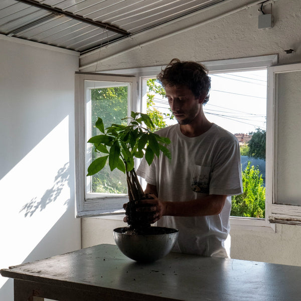 Taller de Kokedama - Omotesandō Plants