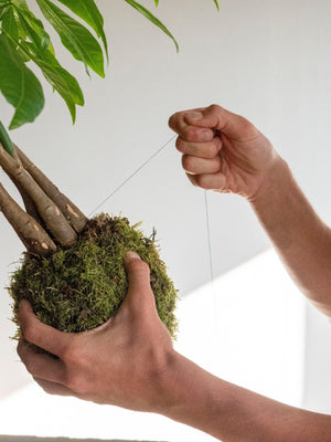Taller de Kokedama - Omotesandō Plants
