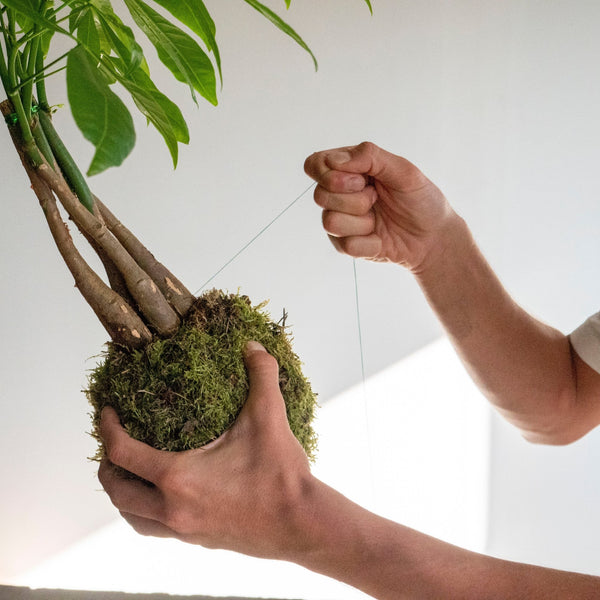 Taller de Kokedama - Omotesandō Plants