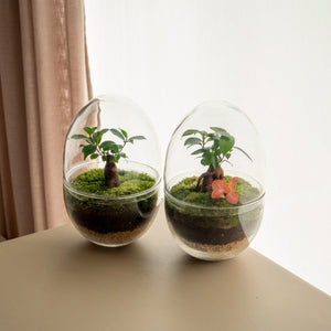 Terra Gins - Omotesandō Plants