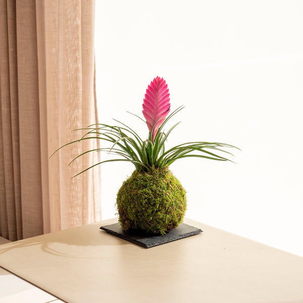 Tillandsia Rosa Kokedama - Omotesandō Plants