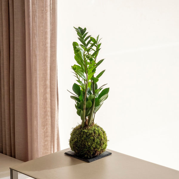 Zami Kokedama - Omotesandō Plants