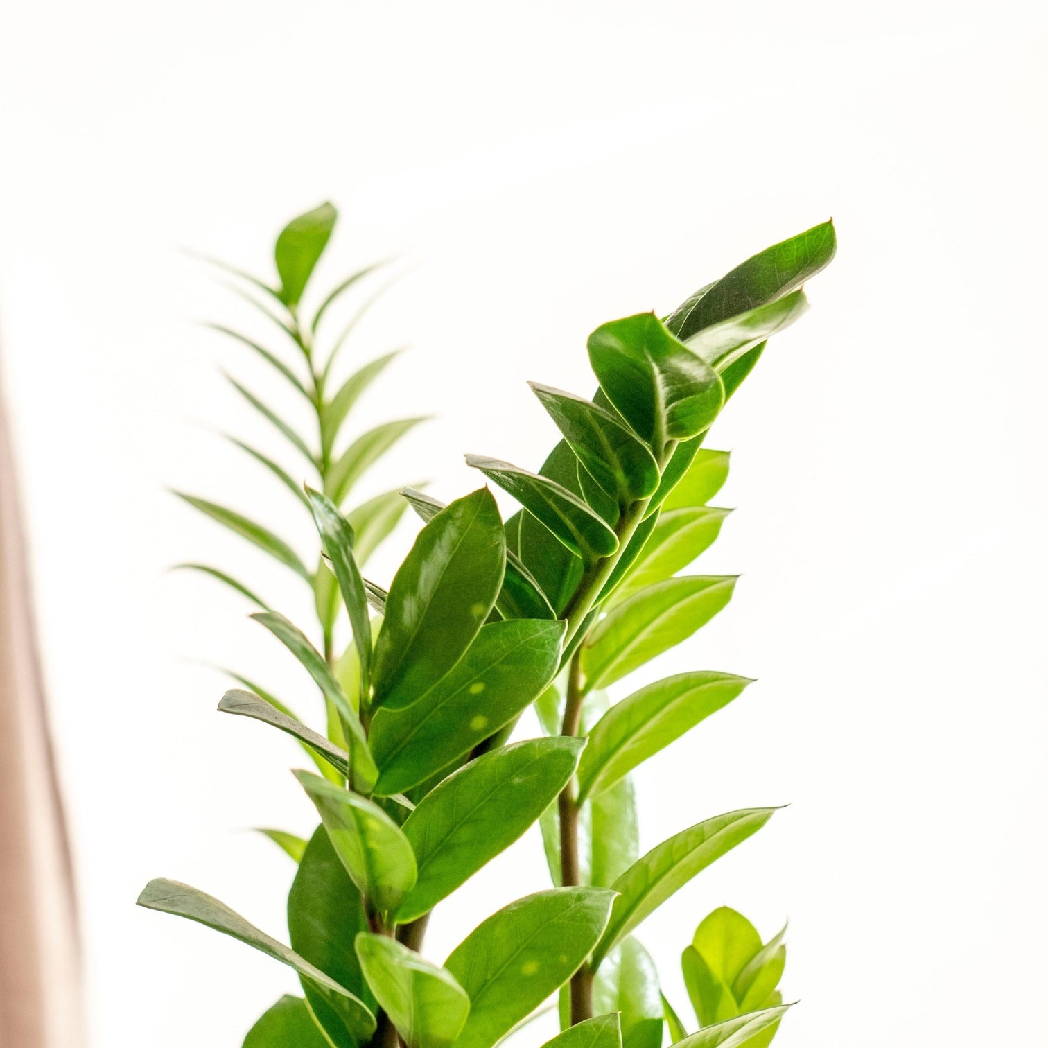 Zami - Plantas naturales sin maceta Omotesandō Plants