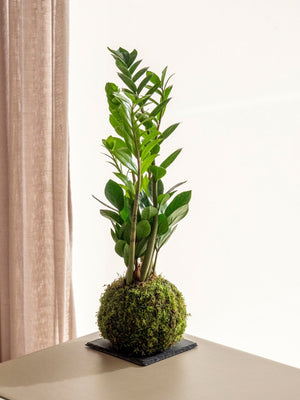 Zami Kokedama - Omotesandō Plants