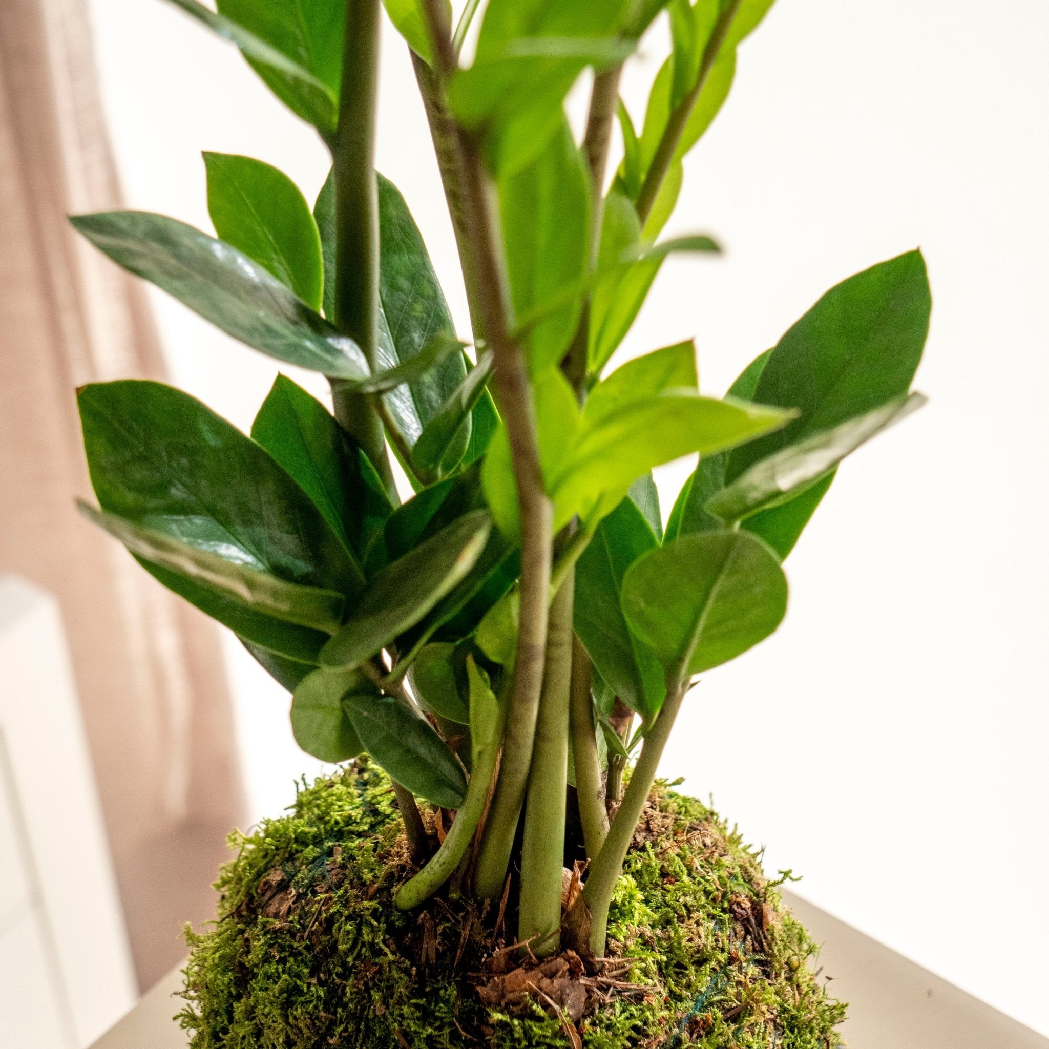 Arbre de jade - Plantes naturelles sans pot ➡ KOKEDAMA – Omotesandō Plants