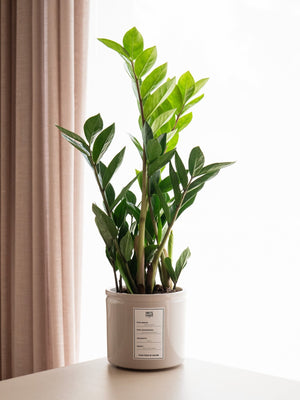 Zamioculca - Omotesandō Plants