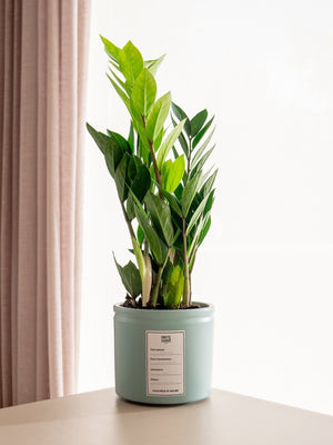 Zamioculca - Omotesandō Plants